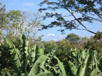 Kilimanjaro trough the trees from Marangu